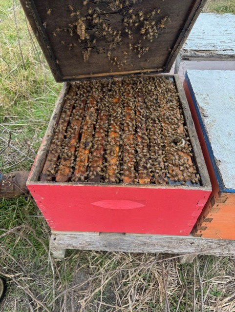 Healthy honey bees working on a frame inside a red hive box